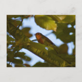 ロビン ポストカード (正面)