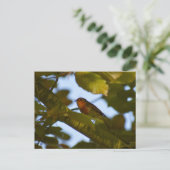 ロビン ポストカード (スタンド正面)