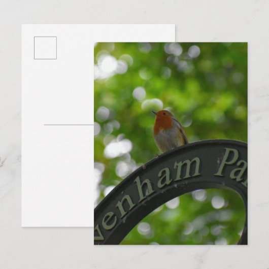 ロビン ポストカード (正面/裏面)