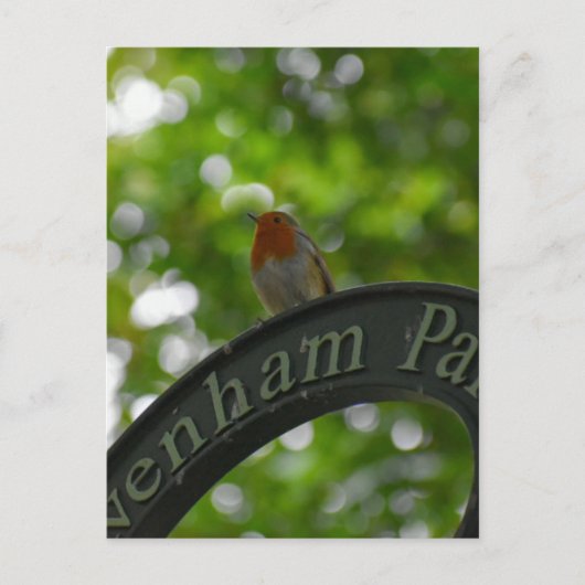 ロビン ポストカード (正面)