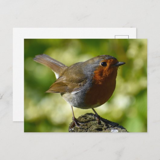 ロビン ポストカード (正面/裏面)