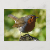 ロビン ポストカード (正面)