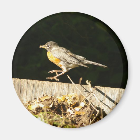 ロビン マグネット (正面)