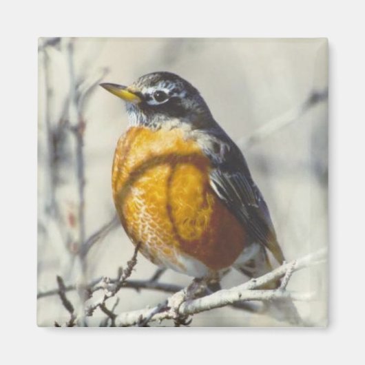 ロビン マグネット (正面)