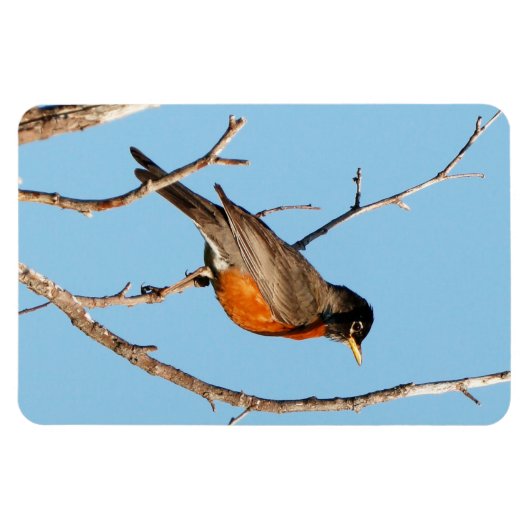 ロビン マグネット (横)