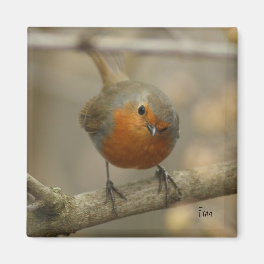 ロビン マグネット (正面)