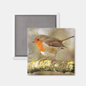 ロビン マグネット (正面/裏面)