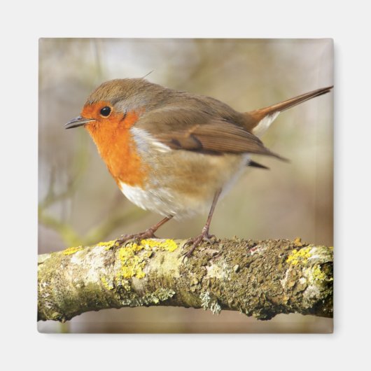 ロビン マグネット (正面)