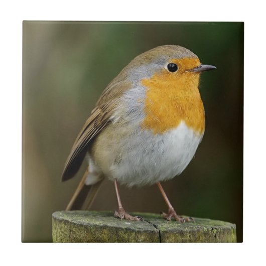 ロビンRedbreastのタイル タイル (正面)