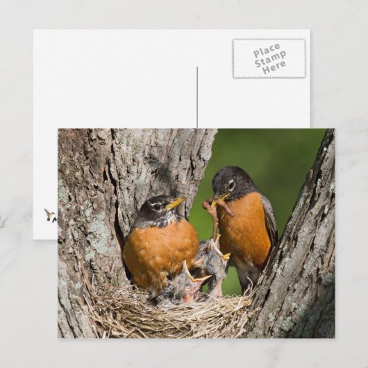 ロビンV ポストカード (正面/裏面)