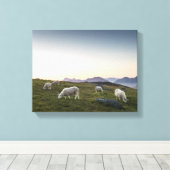 ロフォテン諸島ヒツジ キャンバスプリント (インサイチュ (ウッドフロア))