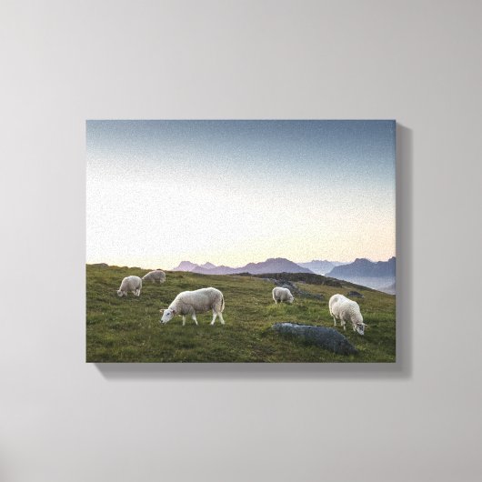 ロフォテン諸島ヒツジ キャンバスプリント (正面)