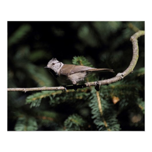 ロフォファネス徴候 ポスター (正面)