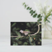 ロフォファネス徴候 ポストカード (スタンド正面)