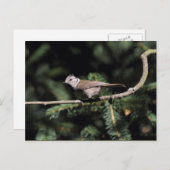 ロフォファネス徴候 ポストカード (正面/裏面)