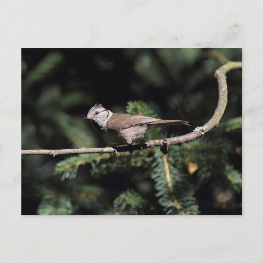 ロフォファネス徴候 ポストカード (正面)