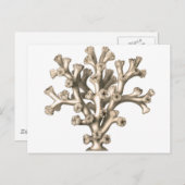 ロフォヘリアコーラル ポストカード (正面/裏面)