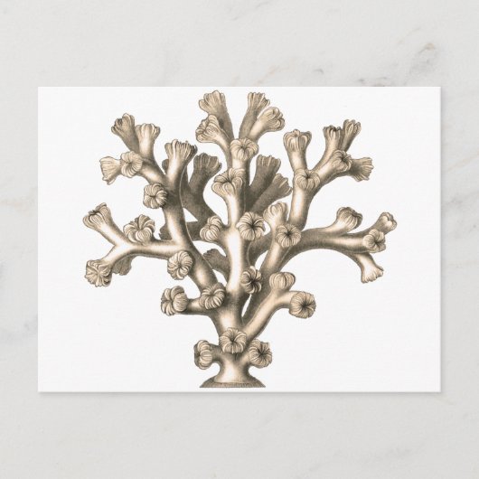 ロフォヘリアコーラル ポストカード (正面)