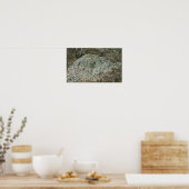 ロフォホラウィリアムシイ – ペヨーテ ポスター (キッチン)