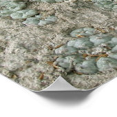 ロフォホラウィリアムシイ – ペヨーテ ポスター (角)