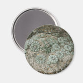 ロフォホラウィリアムシイ – ペヨーテ マグネット (正面/裏面)