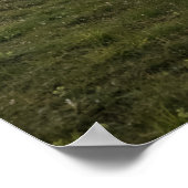 ロフテン羊 ポスター (角)