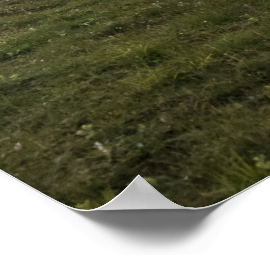 ロフテン羊 ポスター (角)