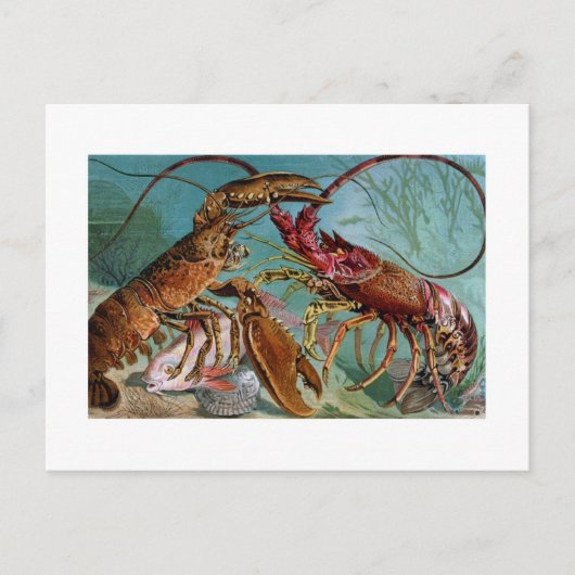ロブスターとランゴスチン ポストカード (正面)