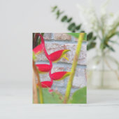 ロブスタークローフラワーヘリコニアロストラタ ポストカード (スタンド正面)