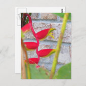 ロブスタークローフラワーヘリコニアロストラタ ポストカード (正面/裏面)