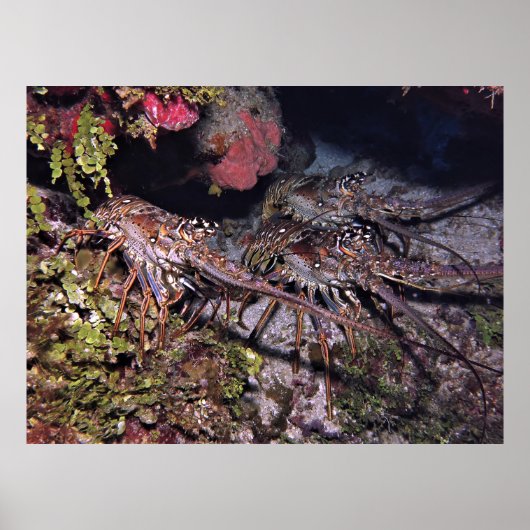 ロブスタートリ ポスター (正面)