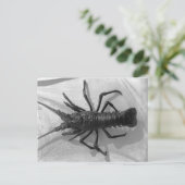 ロブスター白黒写真 ポストカード (スタンド正面)