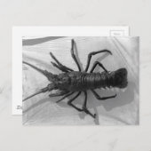 ロブスター白黒写真 ポストカード (正面/裏面)