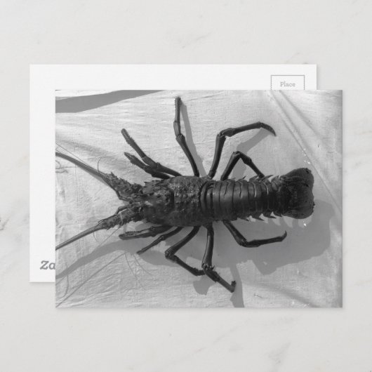ロブスター白黒写真 ポストカード (正面/裏面)