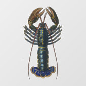 ロブスター貝類シーフードメインクラシック海 ウィンドウサイン (シート)