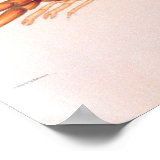 ロブスター ポスター (角)