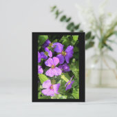 ロブリエテ ポストカード (スタンド正面)