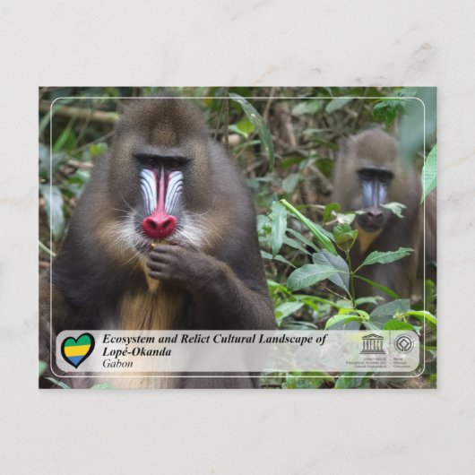 ロペ・オカンダの生態系と文化的景観 ポストカード (正面)