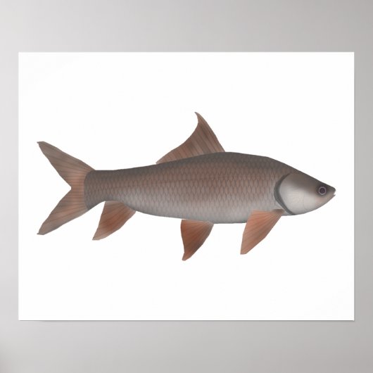 ロホラベオ ポスター (正面)