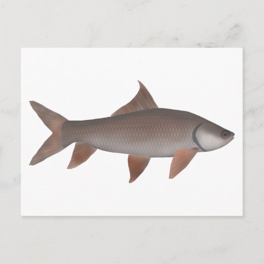 ロホラベオ ポストカード (正面)