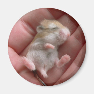 ロボアップ磁石 マグネット