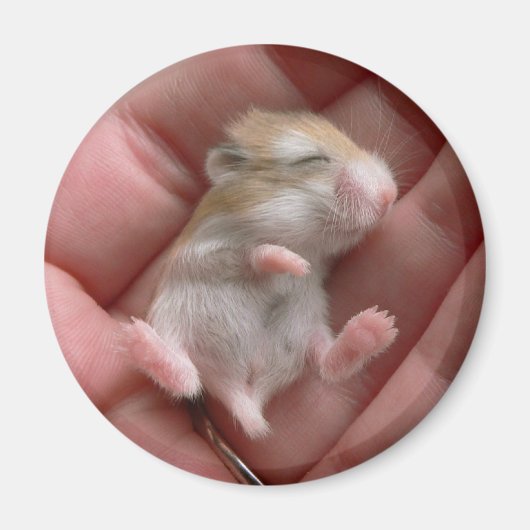 ロボアップ磁石 マグネット (正面)