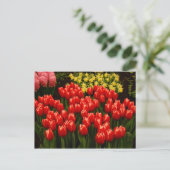 ロマロシアのンス ポストカード (スタンド正面)