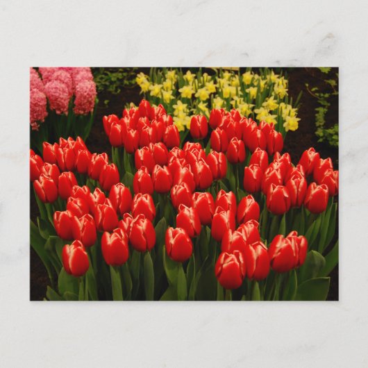 ロマロシアのンス ポストカード (正面)