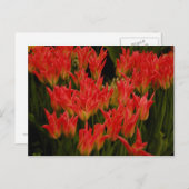 ロマロシアのンス ポストカード (正面/裏面)