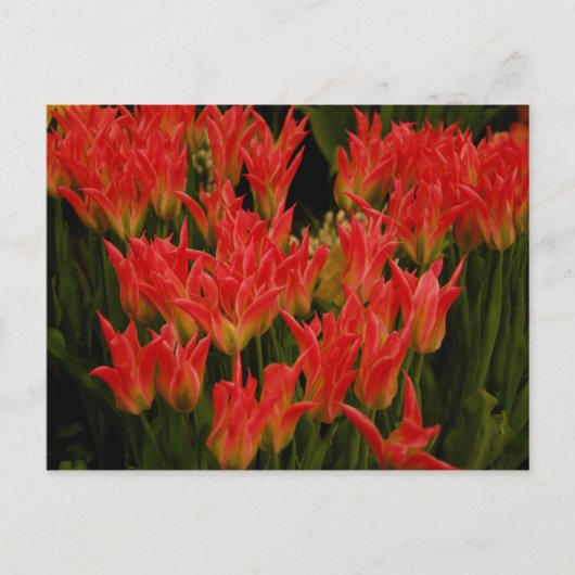 ロマロシアのンス ポストカード (正面)