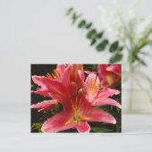 ロマロシアのンス ポストカード (スタンド正面)