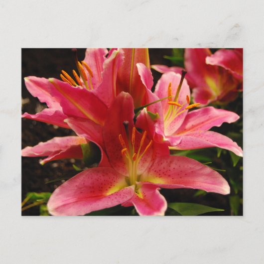 ロマロシアのンス ポストカード (正面)