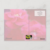 ロマンスと赤のバラ – 誕生日カード ポストカード (裏面)