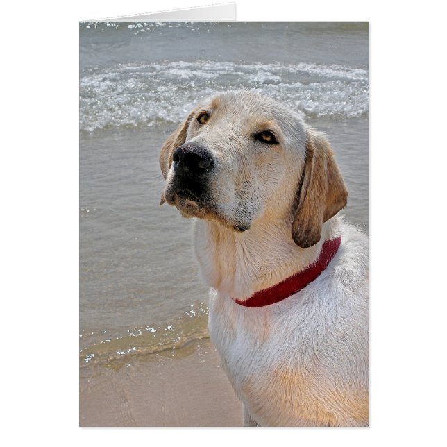 ロマンスの取得 (正面)